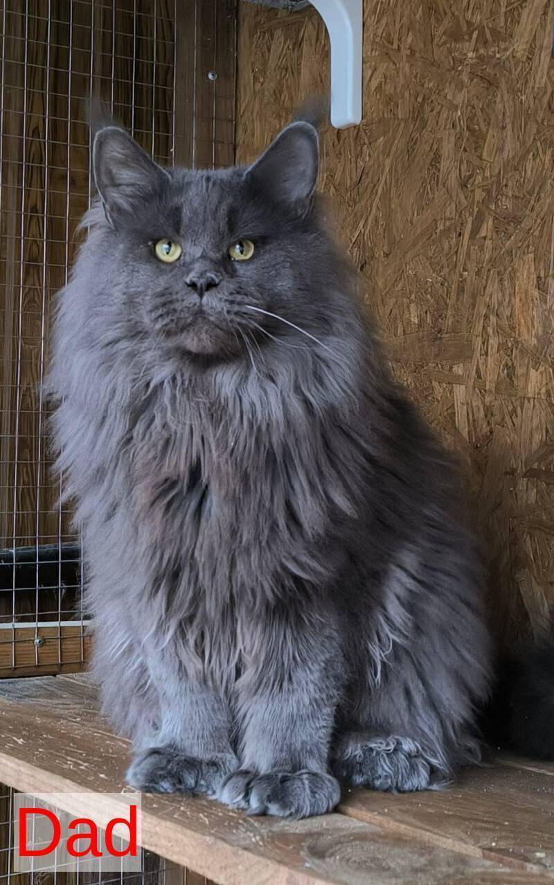 Ice Maine Coon polydactyl male, black silver with white