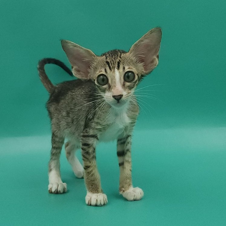 Valery Oriental Shorthair female, black tortie bicolour spotted tabby