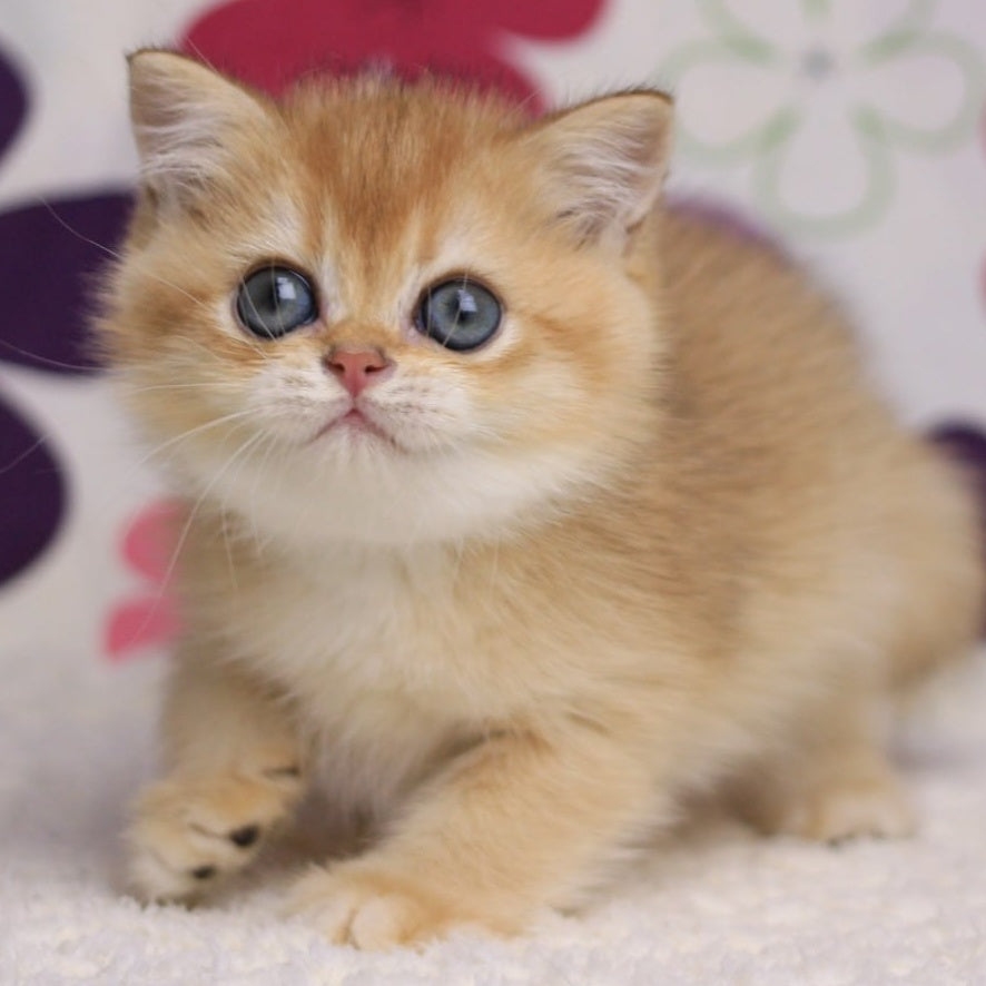 Ariel British Shorthair female, black golden chinchilla