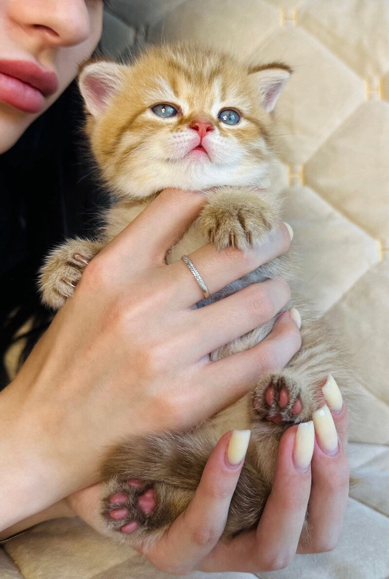 Evelyn British Shorthair female, cinnamon golden spotted tabby