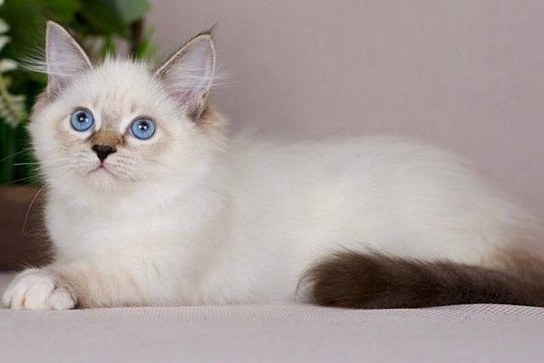 Galaxy Siberian female blue with white tabby pointed - live animals