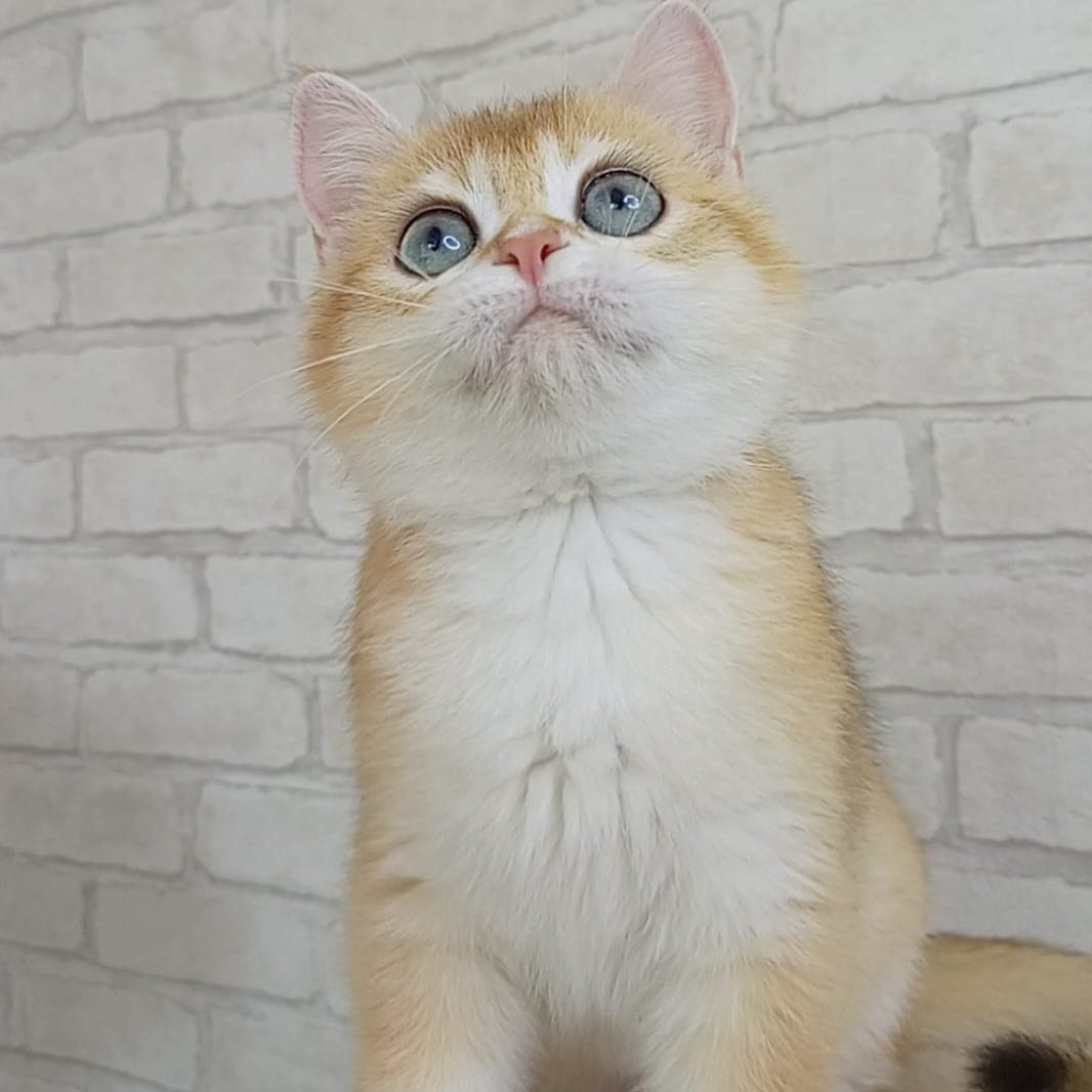 Bao Bao British Shorthair male, black golden chinchilla