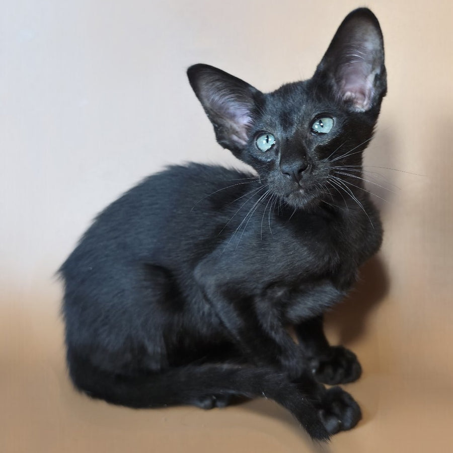 Lupin Siamese male, black
