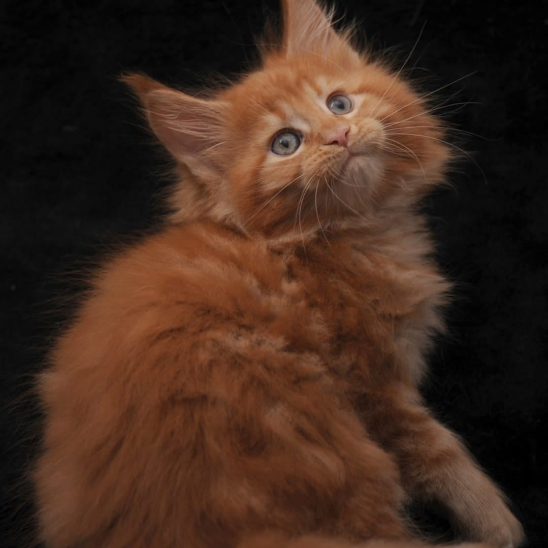 Sally Maine Coon female, red