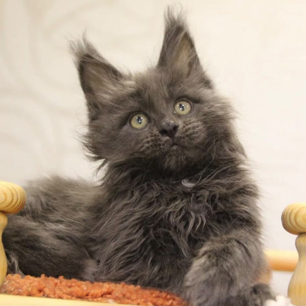 Randy Maine Coon male, blue with white
