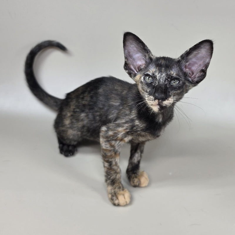 Xandra Oriental Shorthair female, chocolate tortie