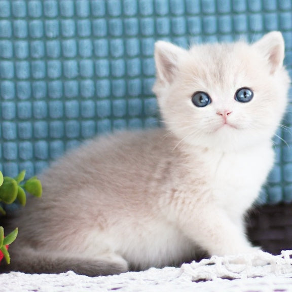 Fakira British Shorthair female, blue golden shaded