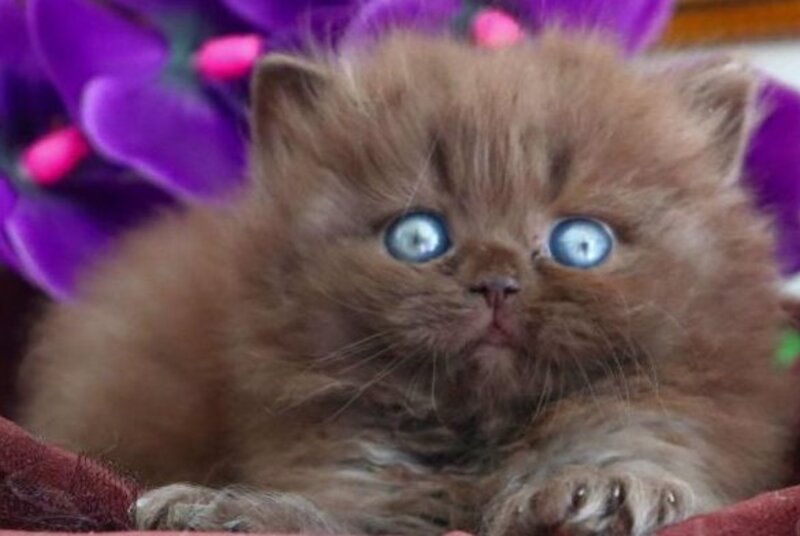 Stream British Longhair male chocolate - live animals