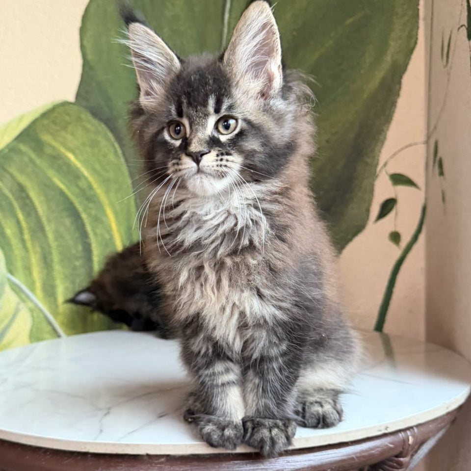 Cleo Maine Coon male, black ticked tabby