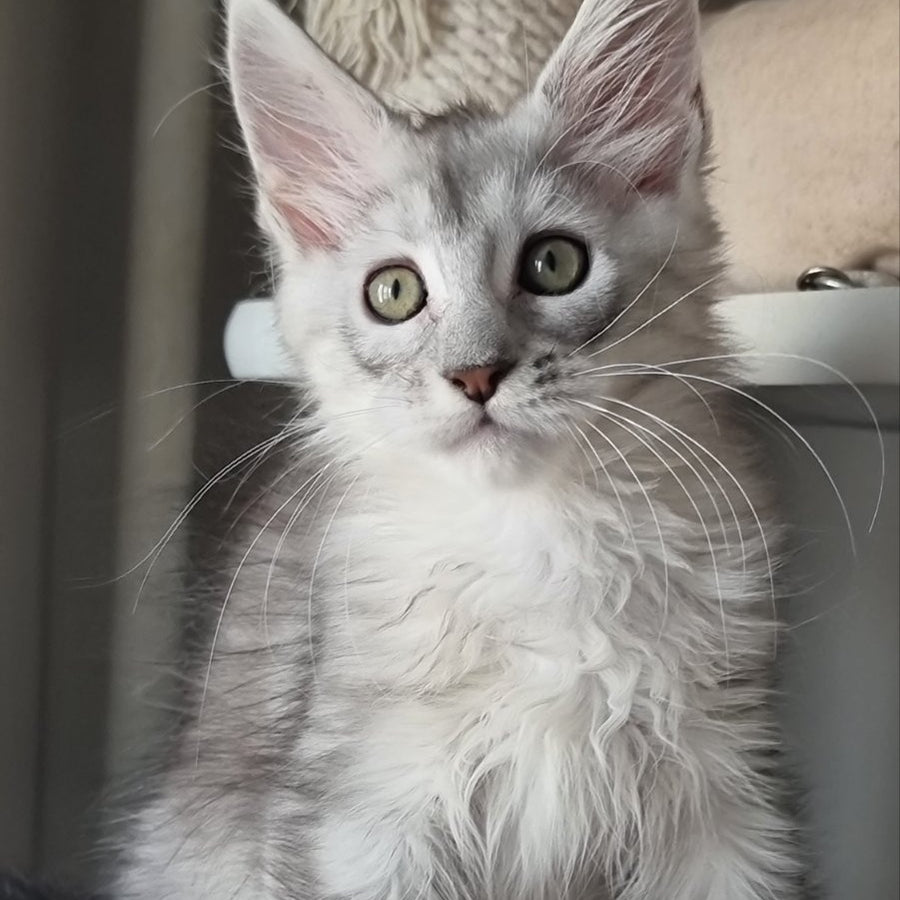 Eveta Maine Coon female, black silver tabby
