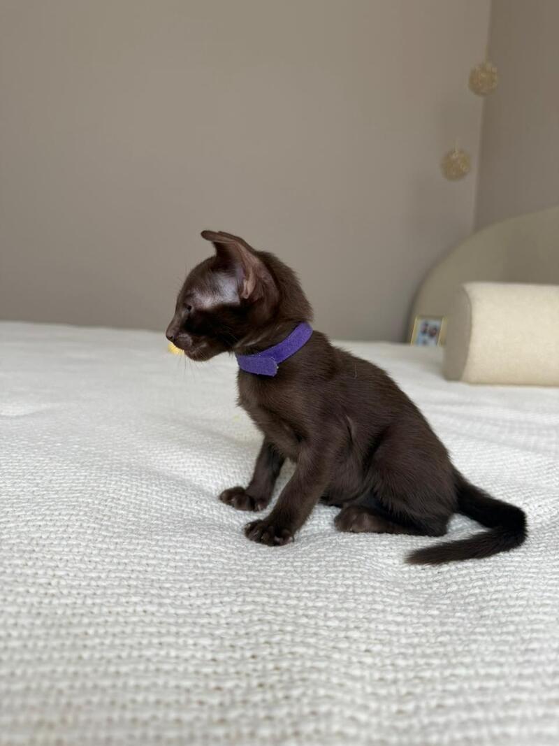 Amira Oriental Shorthair female chocolate - live animals