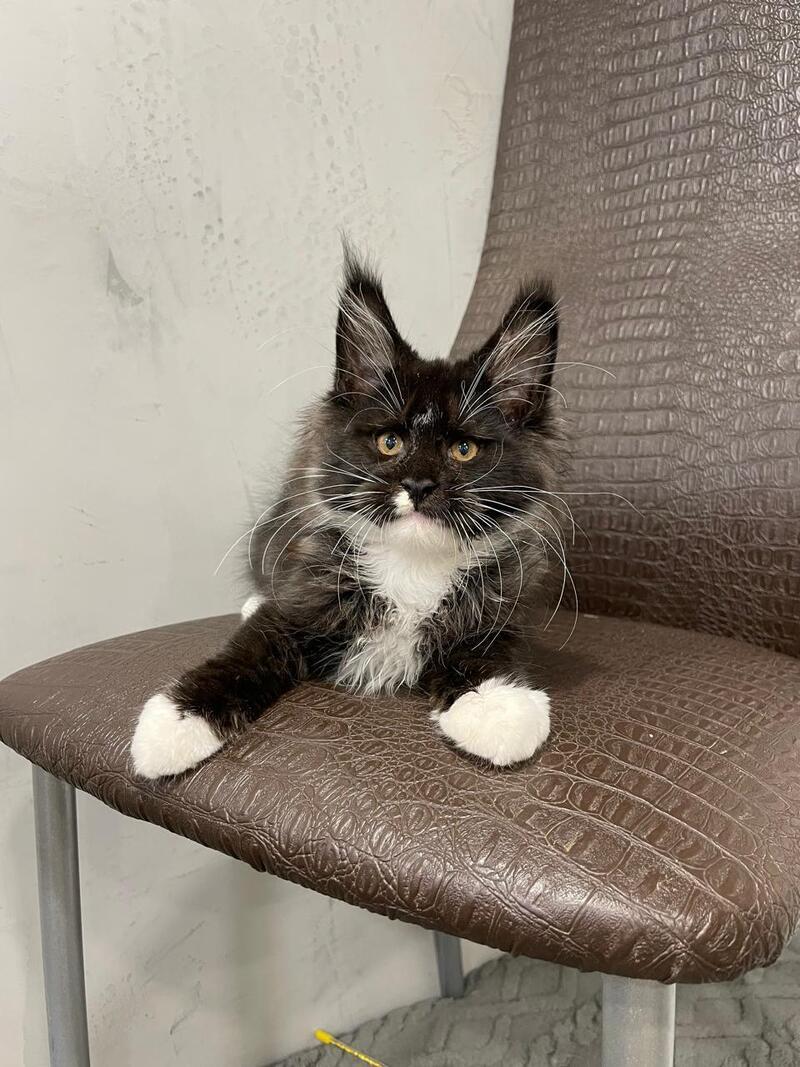 Irik Maine Coon male, black with white