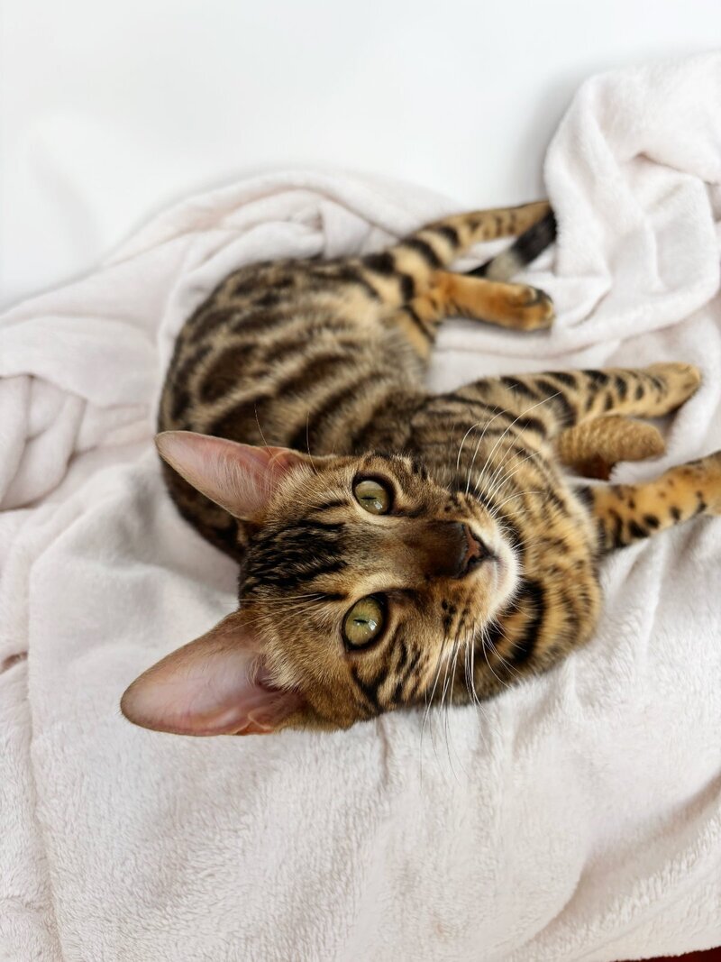 Lola Bengal female black spotted tabby - live animals