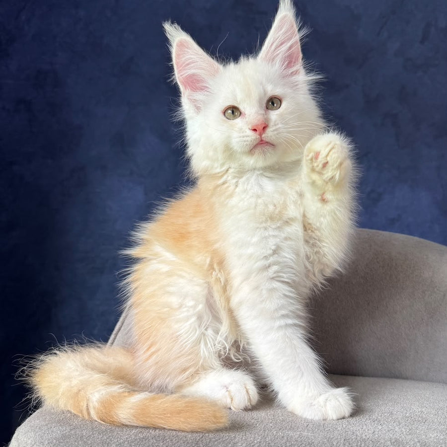Sakson Maine Coon male, red silver ticked tabby