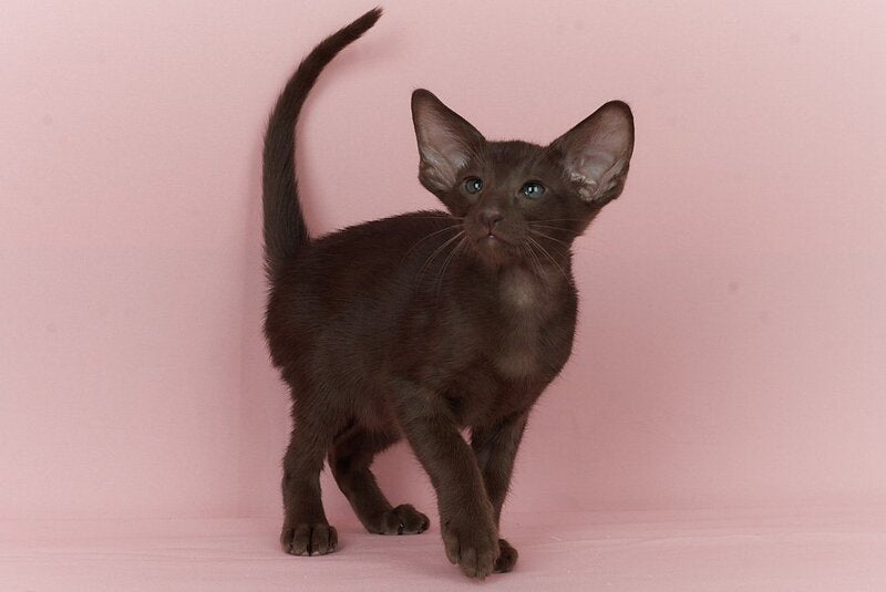 Quentin Oriental Shorthair male chocolate - live animals