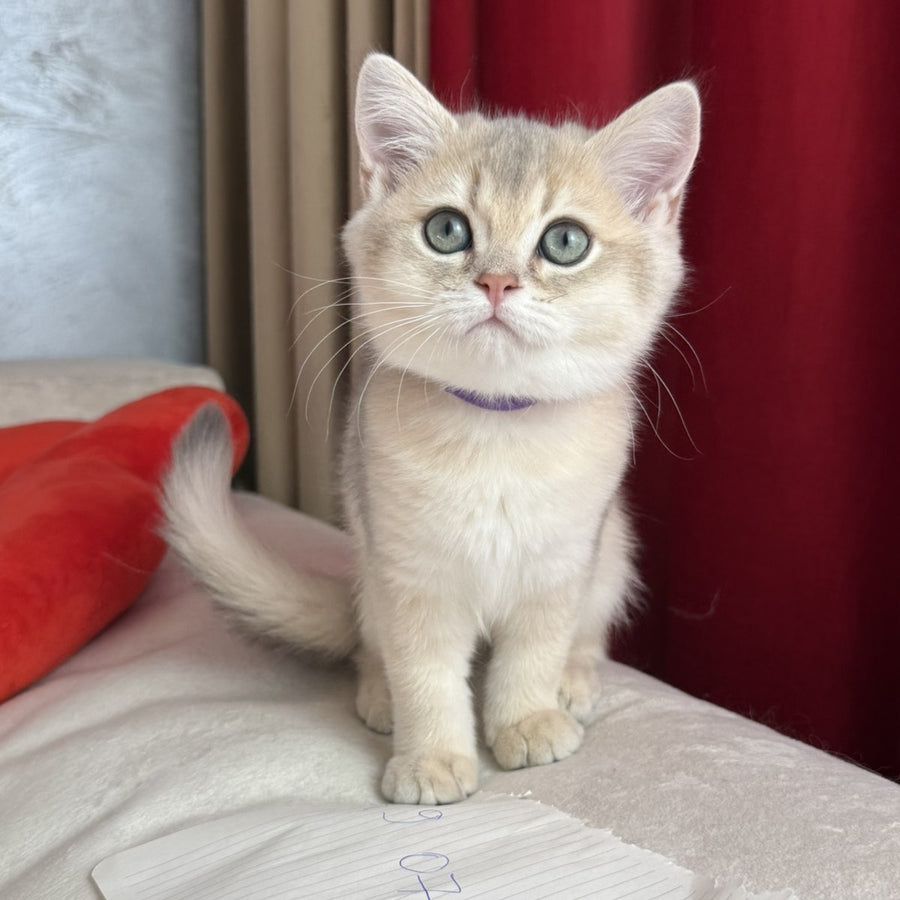 Erik Scottish Straight male, blue golden shaded