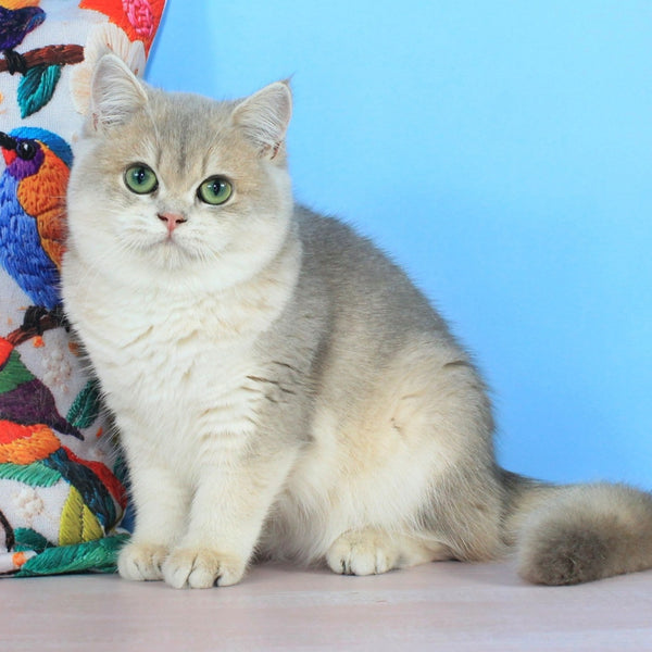 Queen British Shorthair female, blue golden shaded