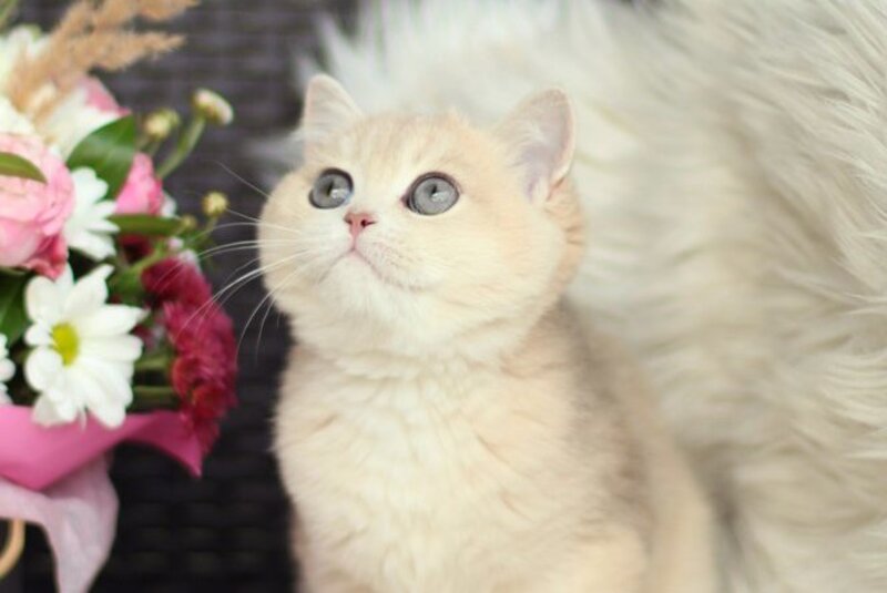 Maryana British Shorthair female, blue golden shaded
