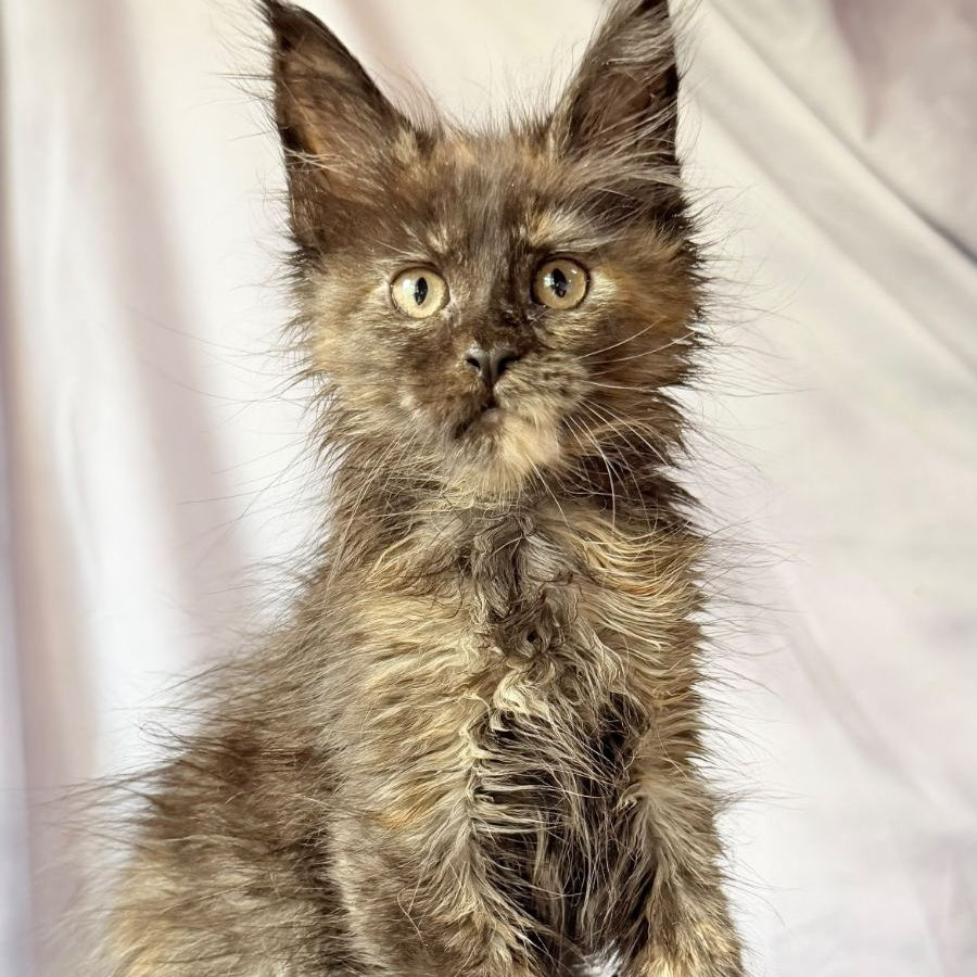 Naima Maine Coon polydactyl 6x6x6x6 female, black tortie
