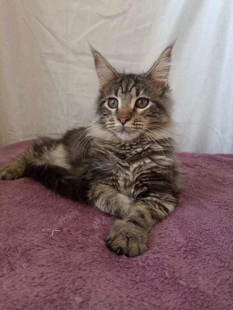 Yara Maine Coon female, black silver tabby