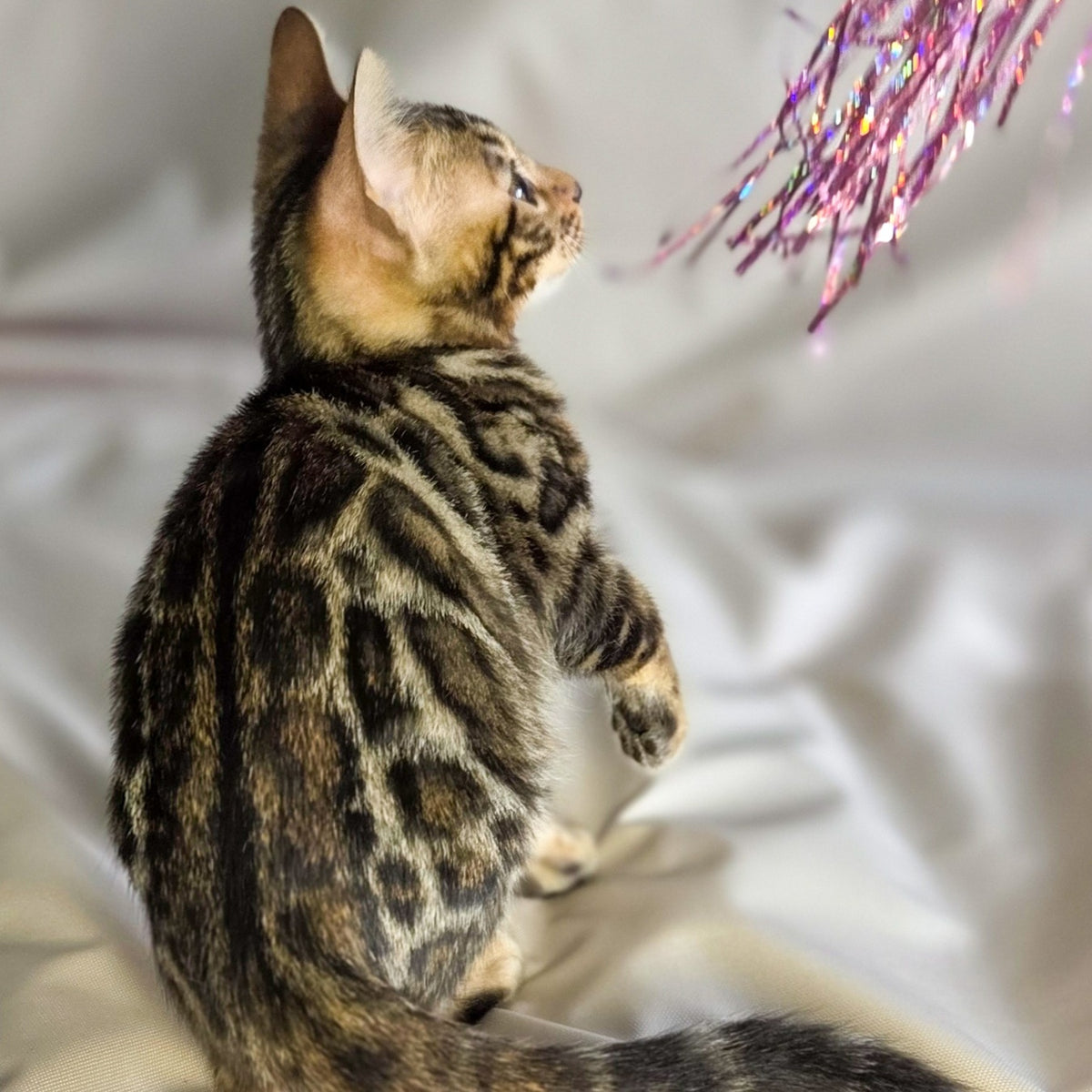 Maui Bengal male, black spotted tabby