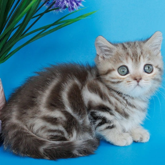 Zikar Scottish Straight male, chocolate silver tabby