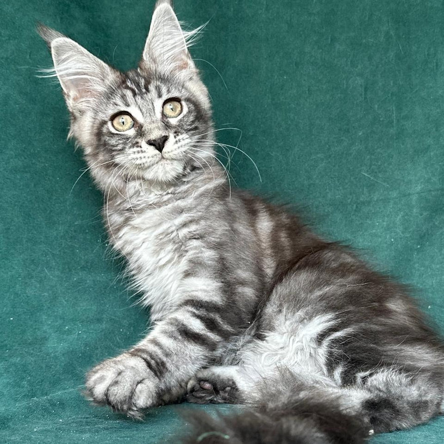Ivelina Maine Coon female, black silver tabby