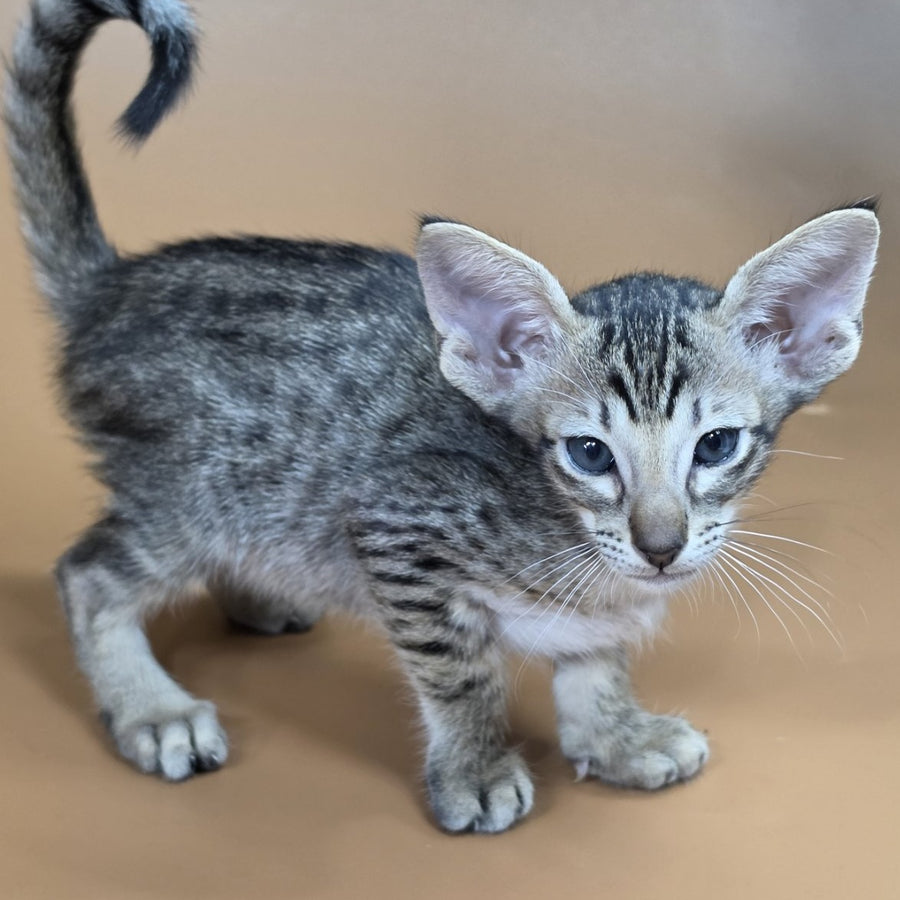Biscuit Oriental Shorthair male, black spotted tabby