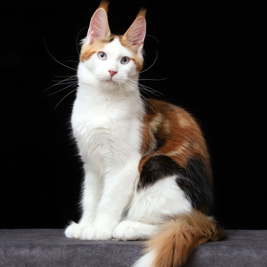 Sienna Maine Coon female, black tortie tabby bicolour