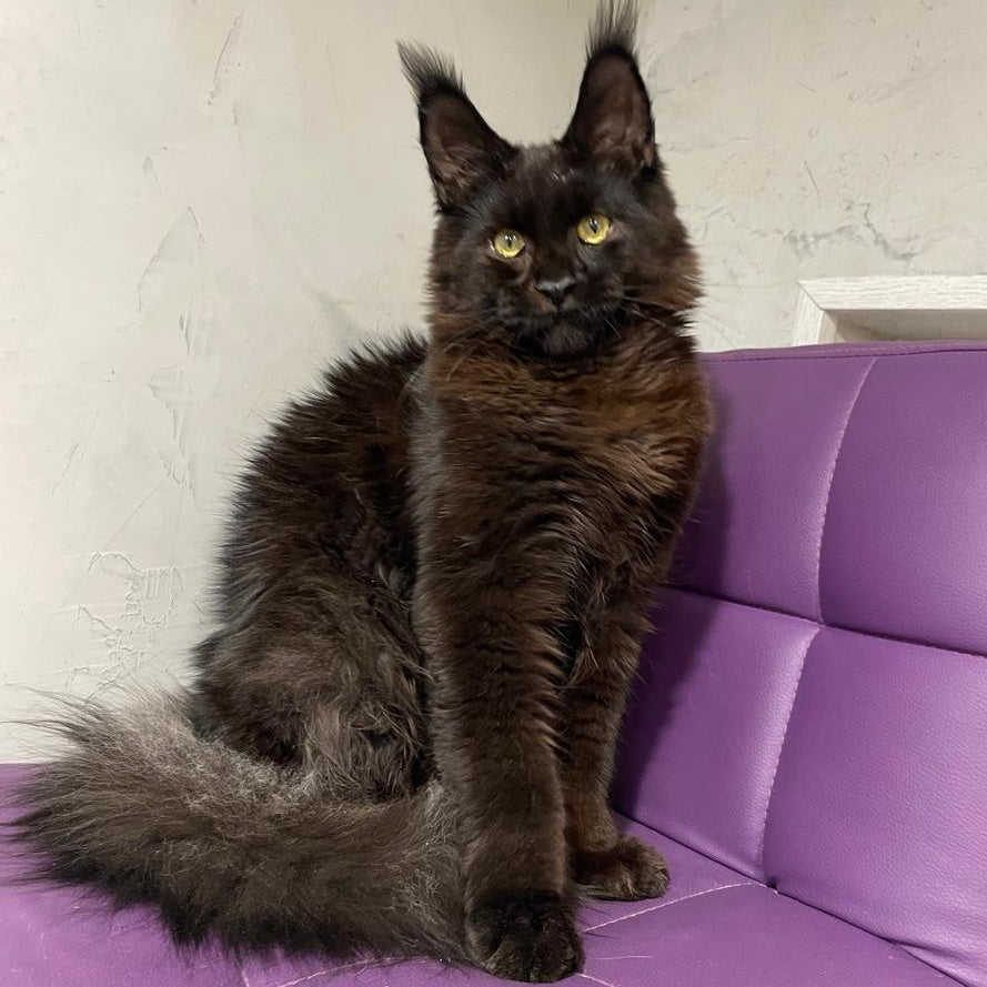 Petrovich Maine Coon male, black