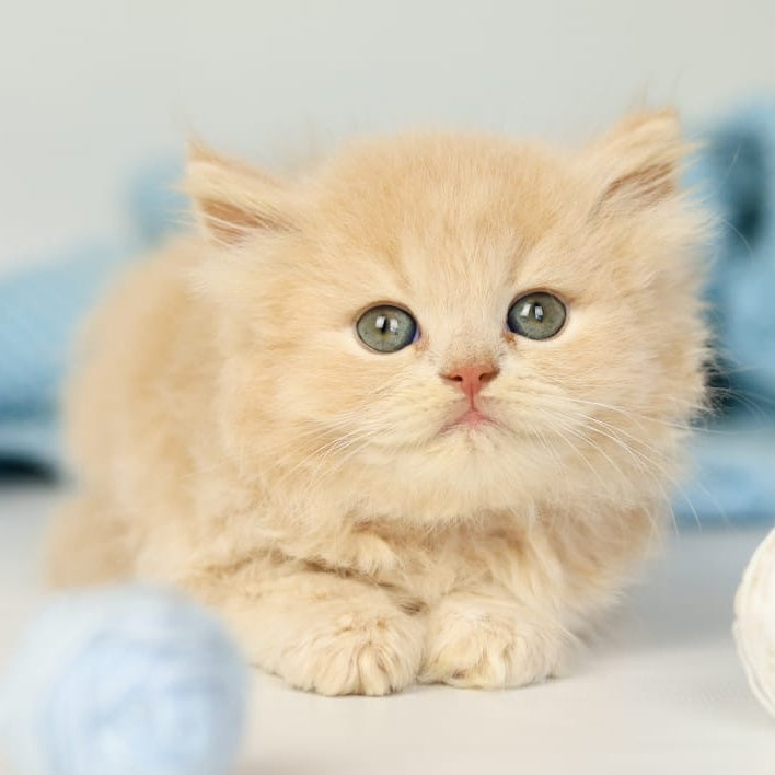Perry British Longhair male, lilac