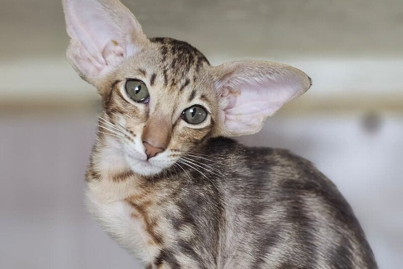 Х-Guy Oriental Shorthair male, chocolate tabby
