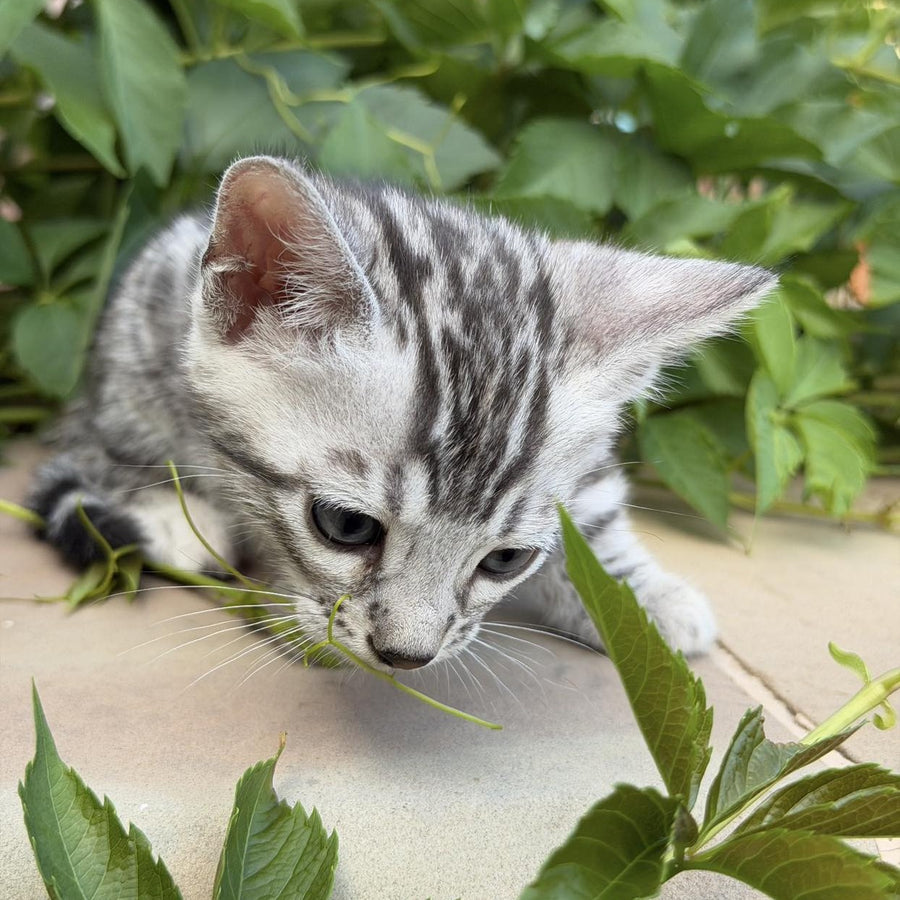 Cartier Bengal male, black silver spotted tabby