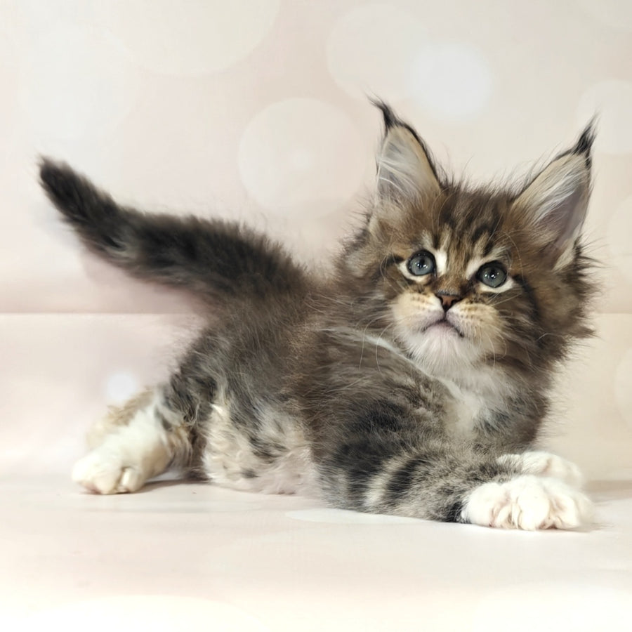 Business Maine Coon female, black tabby with white