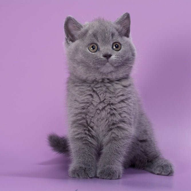 Peppa British Shorthair female, blue
