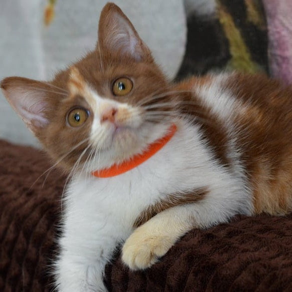 Leosia British Shorthair female, cinnamon tortie bicolour