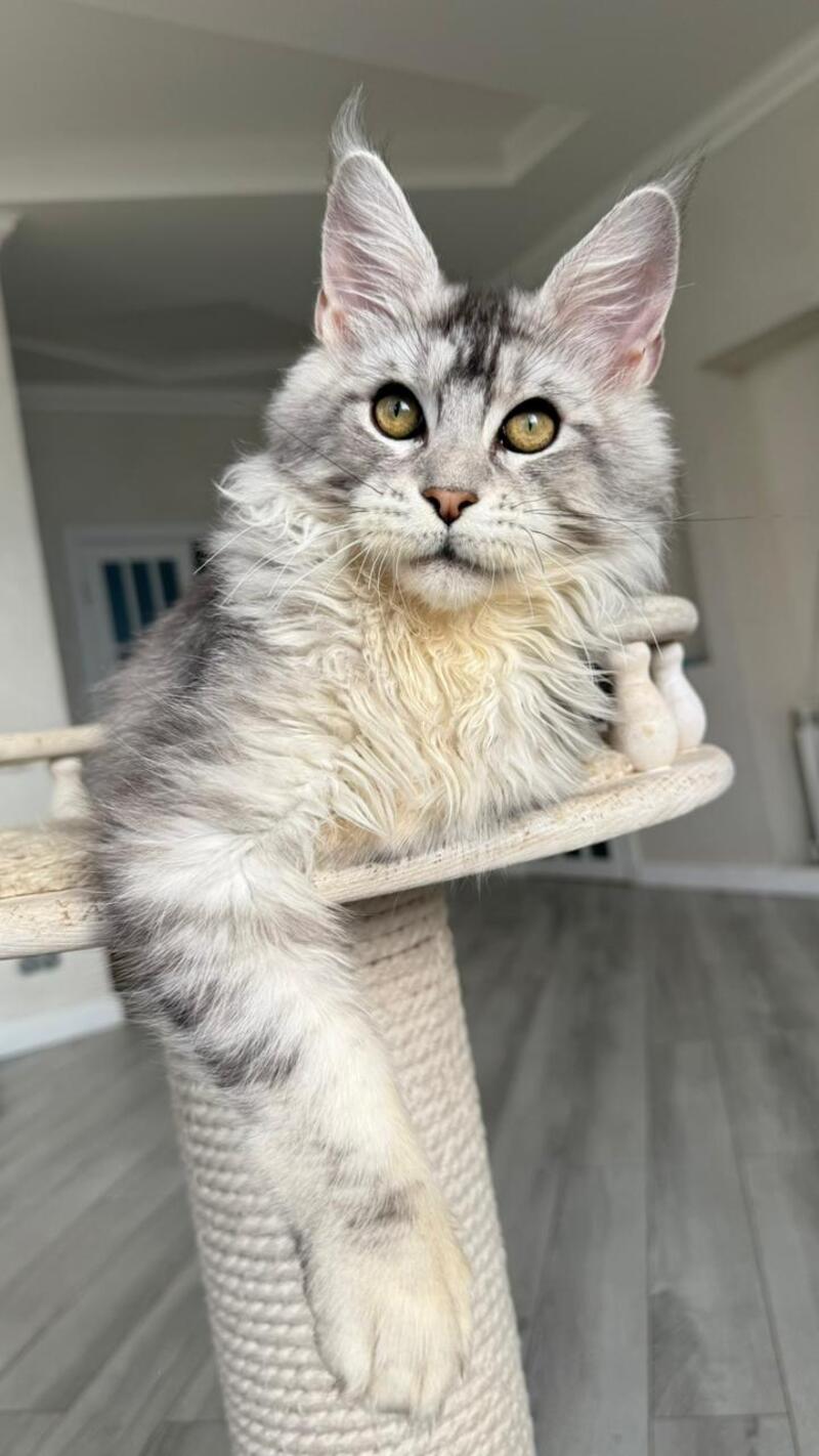 Jerry Maine Coon male, black silver ticked tabby