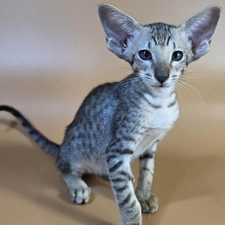 Yorick Oriental Shorthair male, black spotted tabby