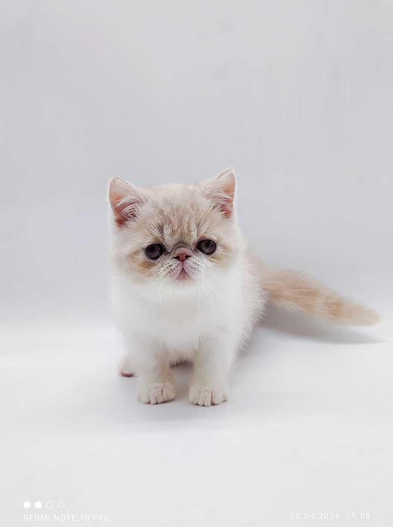 Momo Exotic male cream bicolour - live animals