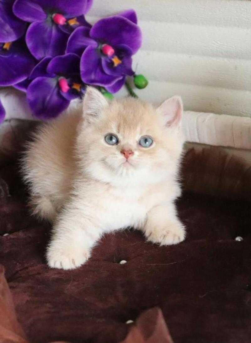 Stoun British Shorthair male, lilac golden shaded