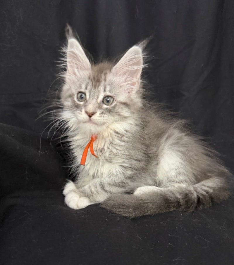 Zoryana Maine Coon female, blue silver tabby with white