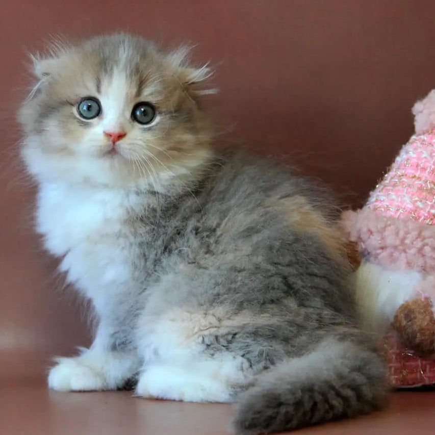 Freya Scottish Fold female, blue tortie golden shaded bicolour