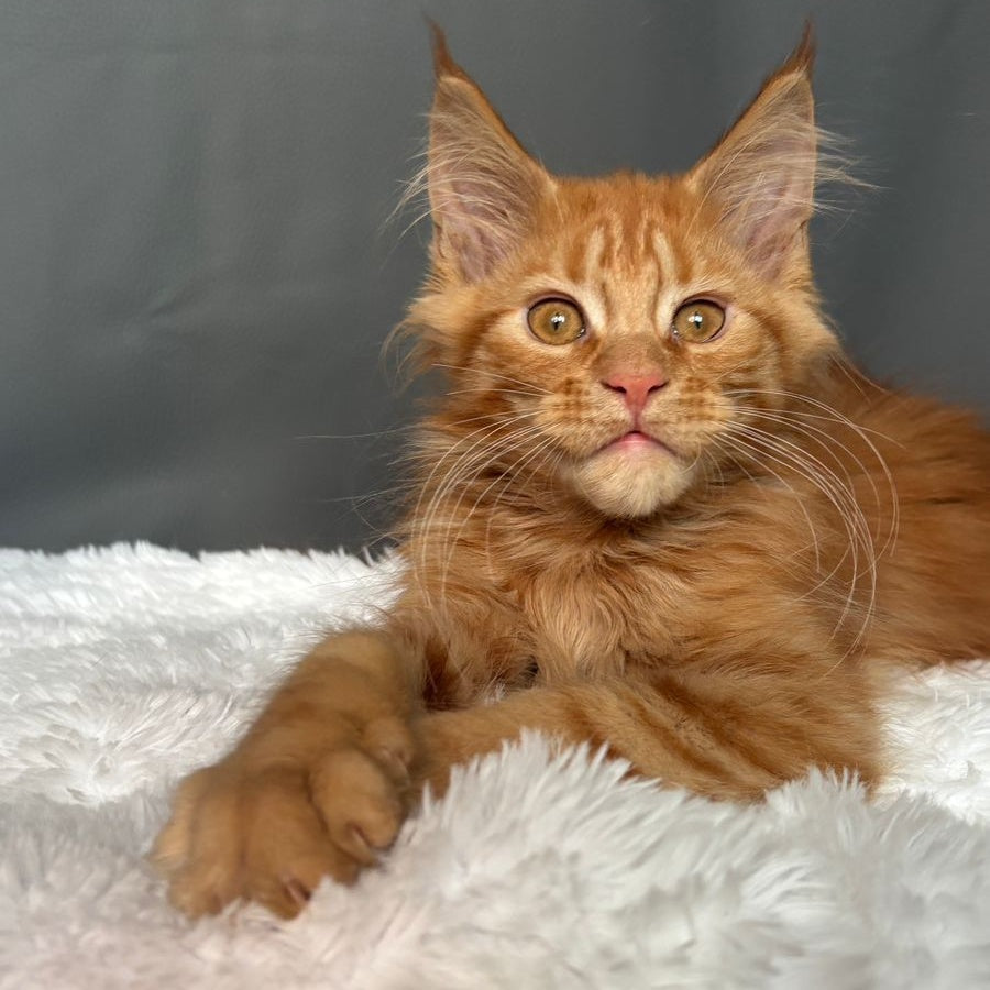 Irvin Maine Coon male, red