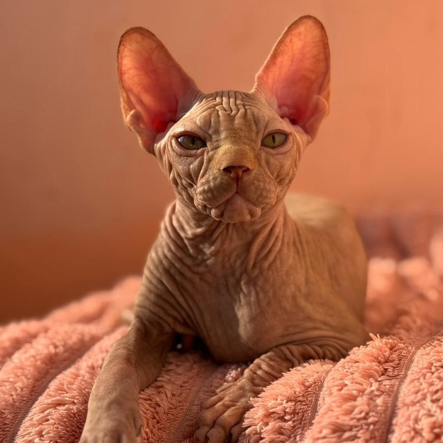 Eliot Canadian Sphynx male, red