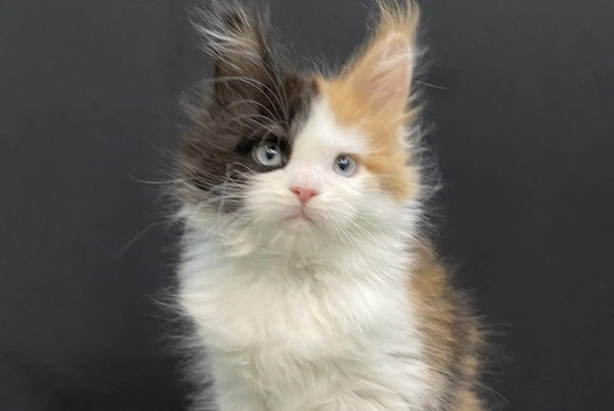 Rita Maine Coon female, black tortie bicolour