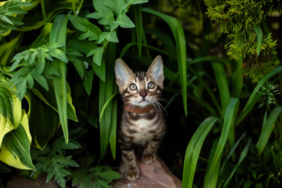 Baron Bengal male black spotted tabby - live animals
