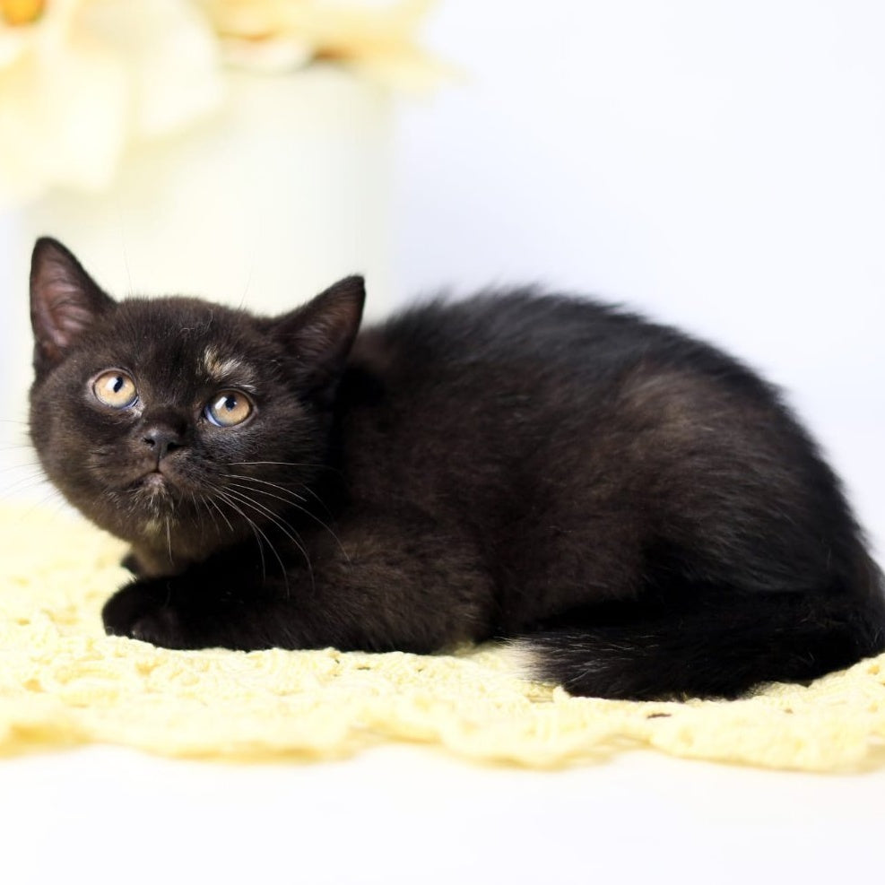 Yarina British Shorthair female, black tortie