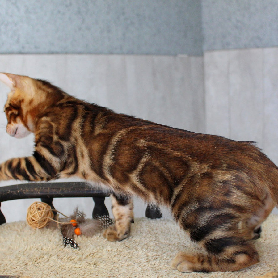 Elvis Bengal male, black spotted tabby