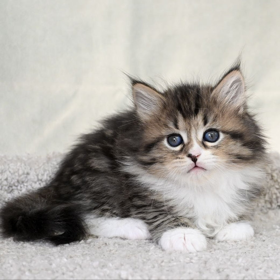 Lukas Siberian male, black spotted tabby with white