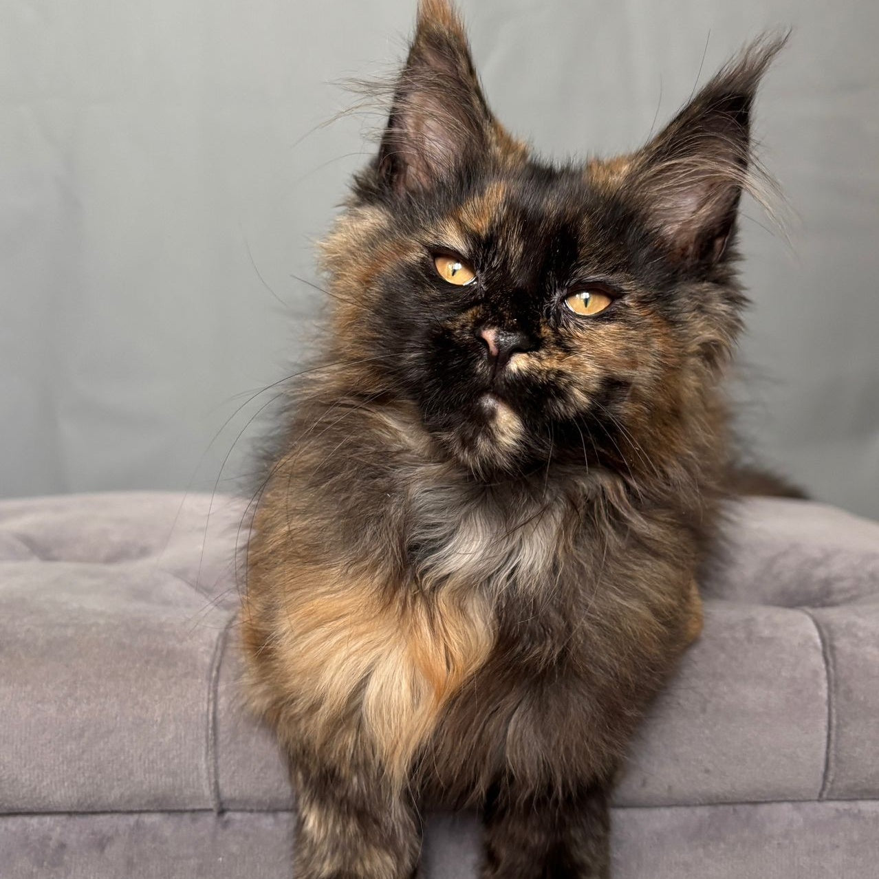 Infinity Maine Coon female, black tortie